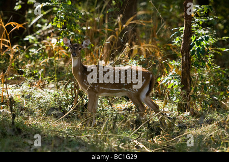 Spotted deer dans le Parc National de Nagarhole Banque D'Images