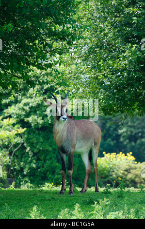 L'antilope rouanne (Hippotragus equinus) Banque D'Images