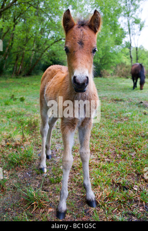 Poulain Dartmoor avec mare à proximité de pâturage Devon, Angleterre Banque D'Images