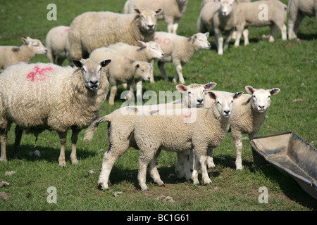 Le village de Llangranog, au Pays de Galles. Troupeau d'agneaux et moutons sur une ferme près du village côtier de Llangranog. Banque D'Images