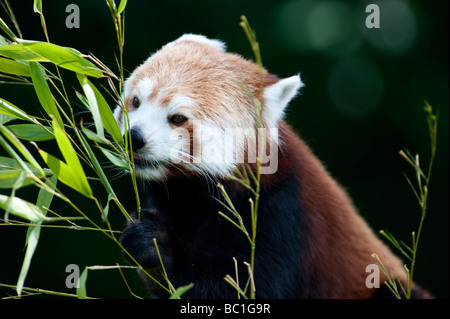 Le panda rouge (Ailurus fulgens) aussi connu comme le Firefox ou moins Panda Banque D'Images