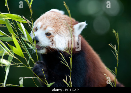 Le panda rouge (Ailurus fulgens) aussi connu comme le Firefox ou moins Panda Banque D'Images