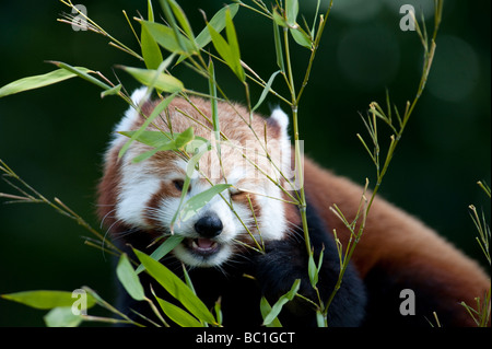 Le panda rouge (Ailurus fulgens) aussi connu comme le Firefox ou moins Panda Banque D'Images