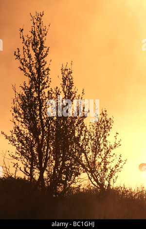 Bouleau tôt le matin de brume à Fokstumyra nature reserve, à Dovrefjell, Dovre kommune, la Norvège. Banque D'Images