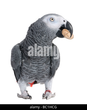 Perroquet gris d'Afrique de manger une cacahuète Psittacus erithacus devant un fond blanc Banque D'Images