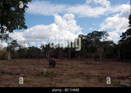 Éléphant solitaire se nourrit de terre Katragama Galge défrichées, Sri Lanka route nuages duveteux Banque D'Images