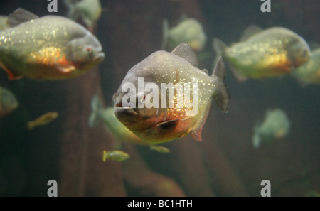 Le Piranha à ventre rouge, Pygocentrus nattereri, sud-américaine des poissons d'eau douce. Banque D'Images
