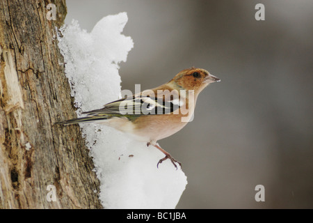 Common Chaffinch Fringilla coelebs perché sur la neige adultes Zug Suisse Décembre 2007 Banque D'Images