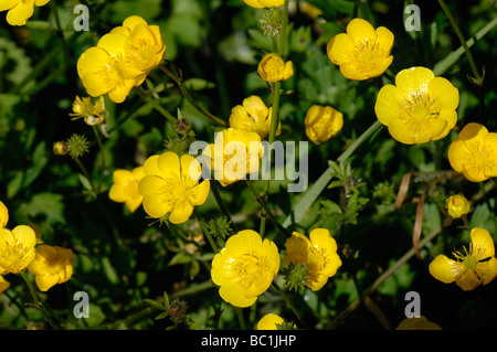 La renoncule rampante Ranunculus repens plantes à fleurs Banque D'Images