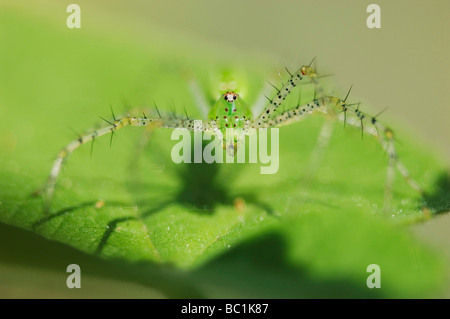 Green Spider Peucetia lynx adultes viridans Willacy County Rio Grande Valley Texas USA Juin 2006 Banque D'Images