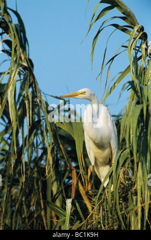 Grande Aigrette Ardea alba hot Willacy County Rio Grande Valley Texas USA Mai 2004 Banque D'Images