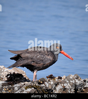 Oystercatcher noir (Haematopus bachmani) debout sur les roches côtières avec bec rouge vif et anneau oculaire, habitat riverain du Pacifique. Banque D'Images