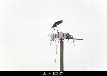 Des profils balbuzard pêcheur (Pandion haliaetus) apporte les matériaux de nidification à un nid construit sur une plate-forme alors que deux jeunes watch Banque D'Images