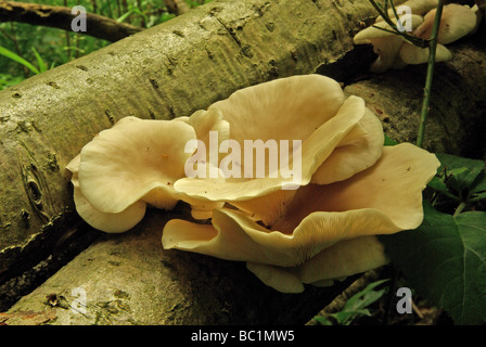 Pleurotus cornucopiae - la pleurote Banque D'Images