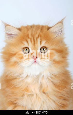 British Longhair chat chaton 8 semaines red tabby Banque D'Images