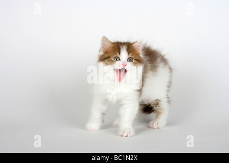 British Longhair chat chaton 7 semaines choco blanc tabby Highlander Lowlander britannique Banque D'Images