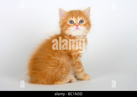 British Longhair chat chaton 7 semaines ginger Highlander Lowlander côté britannique Banque D'Images