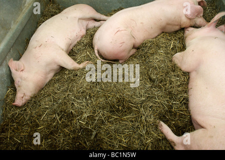 Trois cochons endormis dans une porcherie Banque D'Images