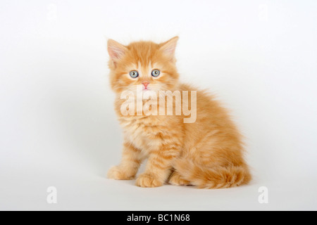 British Longhair chat chaton 7 semaines ginger Highlander Lowlander britannique Banque D'Images