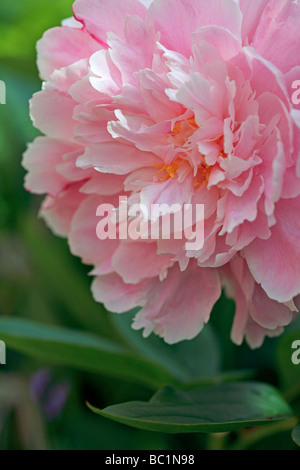 Rose pivoine Banque D'Images