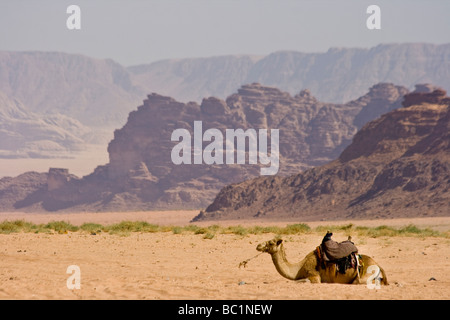 Chameau dans le Wadi Rum en Jordanie Banque D'Images