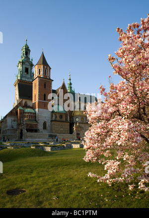 Pologne Cracovie Sigismond de la cathédrale de Wawel s et chapelle dans le cadre du Château Royal au printemps arbres magnolias Banque D'Images