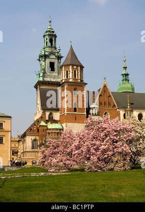 Pologne Cracovie la cathédrale de Wawel, Sigismond Chapelle et dans le cadre du Château Royal au printemps arbres magnolias Banque D'Images