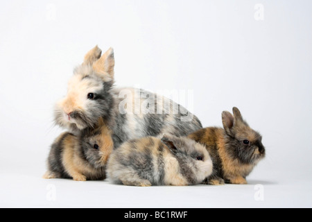 Lapin nain à crinière de lion et youngs lapin domestique Banque D'Images