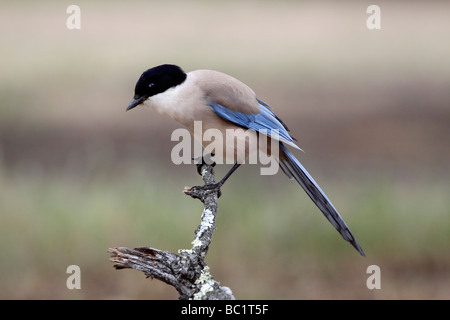 Azure-winged Magpie, Cyanopica cyanus. L'Estrémadure, Espagne Banque D'Images