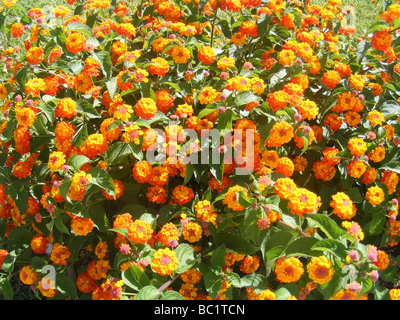 'Spanish' Drapeau Lantana ou arbuste Verveine, Javea / Xabia, Province d'Alicante, Communauté Valencienne, Espagne Banque D'Images