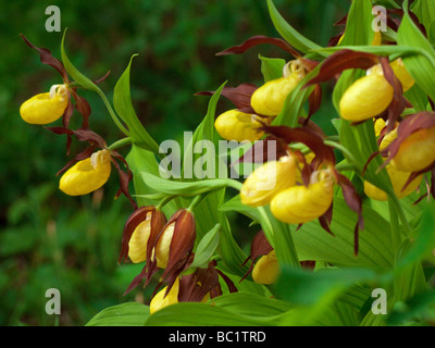 Cypripedium calceolus Dame , Chaussons , alias Lady's Slipper ,-de-passereau , Ladyslipper Banque D'Images