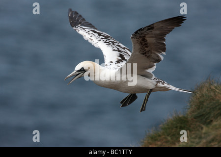 Fou de Bassan Sula bassana immature en vol Troup Head Ecosse Banque D'Images