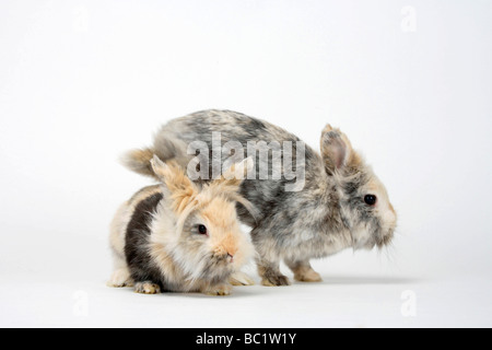 Les Jeunes lapins nains à crinière de lion lapin domestique Banque D'Images