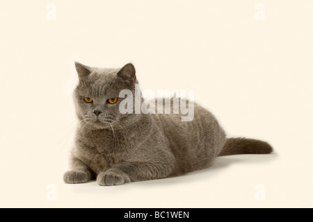 Chat British Shorthair bleu tomcat Banque D'Images