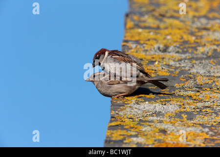 Moineau domestique Passer domesticus l'accouplement de l'été l'Ecosse Banque D'Images