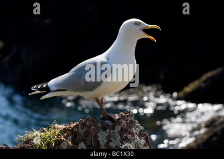 Appel du Goéland argenté Larus argentatus Banque D'Images