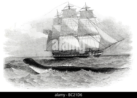 Le serpent de mer lors de la première vu de h m s daedalus Banque D'Images