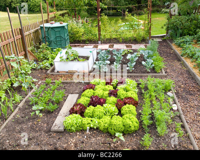 Petit potager avec de la laitue et les choux citrouilles carottes Banque D'Images