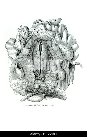 Shell fichier lima dans son nid Banque D'Images