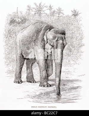 L'éléphant indien boire Banque D'Images