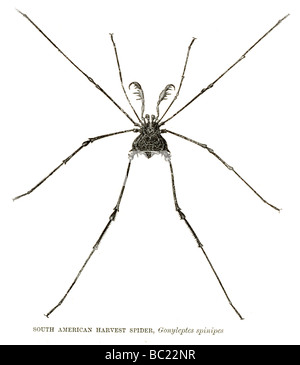 La récolte sud-américaine gonyleptes spinides spider Banque D'Images