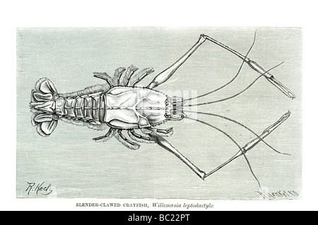 Willemoesia leptodactyla écrevisses griffus mince Banque D'Images