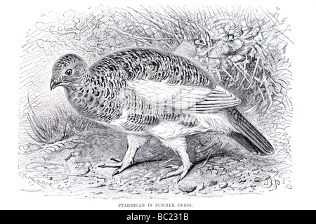 Robe d'été à ptarmigan Banque D'Images