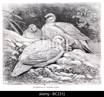 Les lagopèdes en hiver dress Banque D'Images