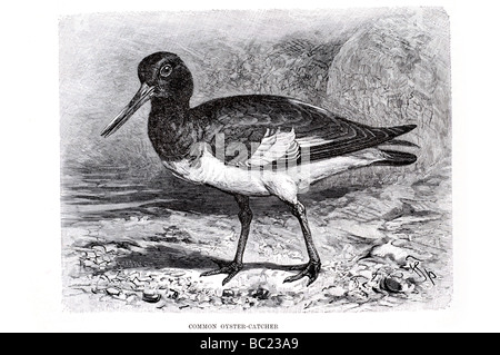 Oyster catcher commun Banque D'Images