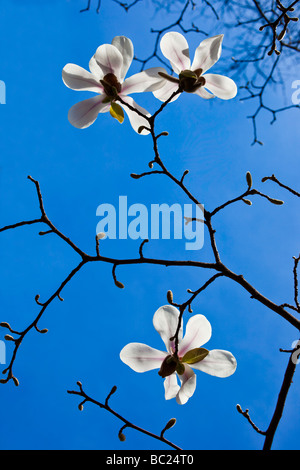 White magnolia fleurs au Jardin botanique de Madrid Espagne Banque D'Images