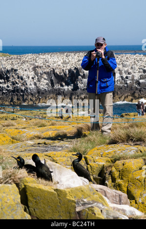 Photographe des Phalcrocorax arisotelis (cormorans), Iles Farne, Northumberland Banque D'Images