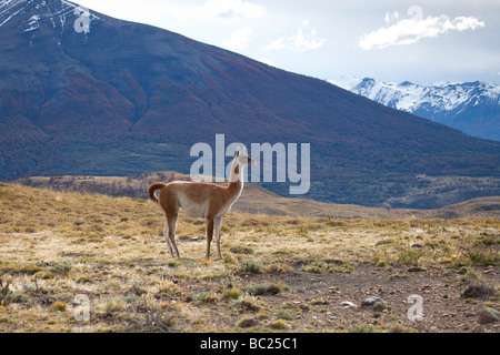 Guanacos dans le Parc National Torres del Paine, Chili Banque D'Images