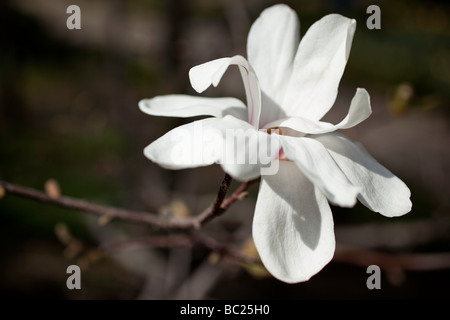 Libre blanc Magnolia Magnolia x loebneri merrill Botanical Garden Madrid Espagne Banque D'Images