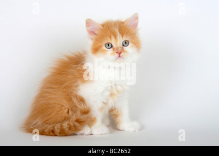 British Longhair chat chaton 7 semaines blanc gingembre Highlander Lowlander côté britannique Banque D'Images